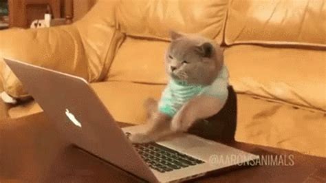 cat spamming keyboard gif|Cat Typing GIFs .